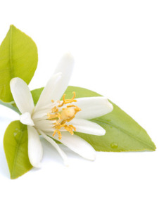 Neroli Hydrolat, kbA