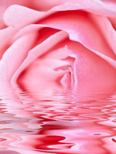 Bella Rosa PÖ
