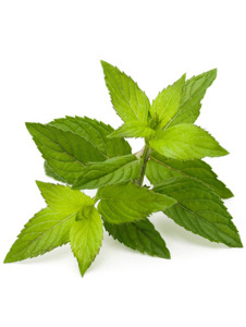 Menthol Kristalle, kbA