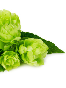 Hopfen Extrakt GW