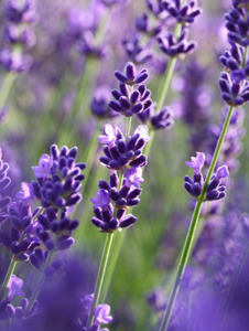 Lavendelblüten, 1a blau, ganz, kbA