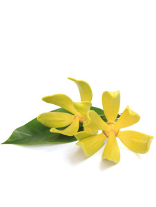 Ylang-Ylang III Madagaskar kbA, 100% naturrein