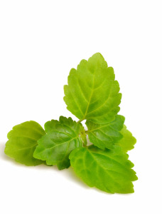 Patchouli kbA, 100% naturrein