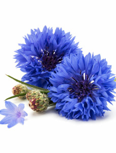 Kornblumen Hydrolat, kbA