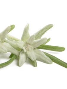 Edelweiss Extrakt GW