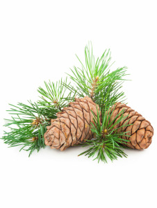 Zedernholzöl kbA, 100% naturrein