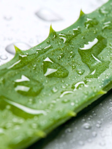 Aloe-Vera-Gel 1:1