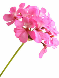 Geranium Bourbon Hydrolat, kbA