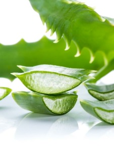 Aloe Vera Öl Mazerat, kbA