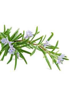 Rosmarinöl, kbA, 100% naturrein
